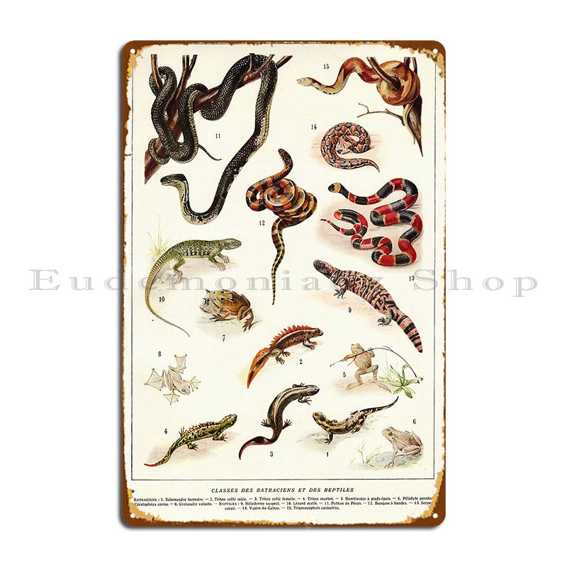 Home Cinema Wall Design - Adolphe Millot Batraciens Et Reptiles, cartel